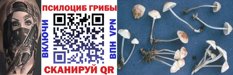 Купить где Беломорск Галлюциногенные грибы Psilocybine cubensis