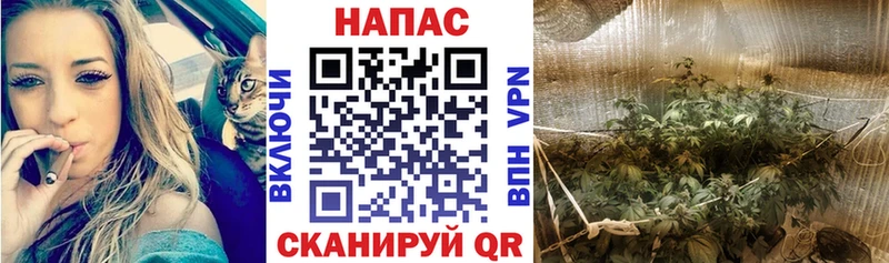 Купить закладки  Беломорск  Конопля конопля 